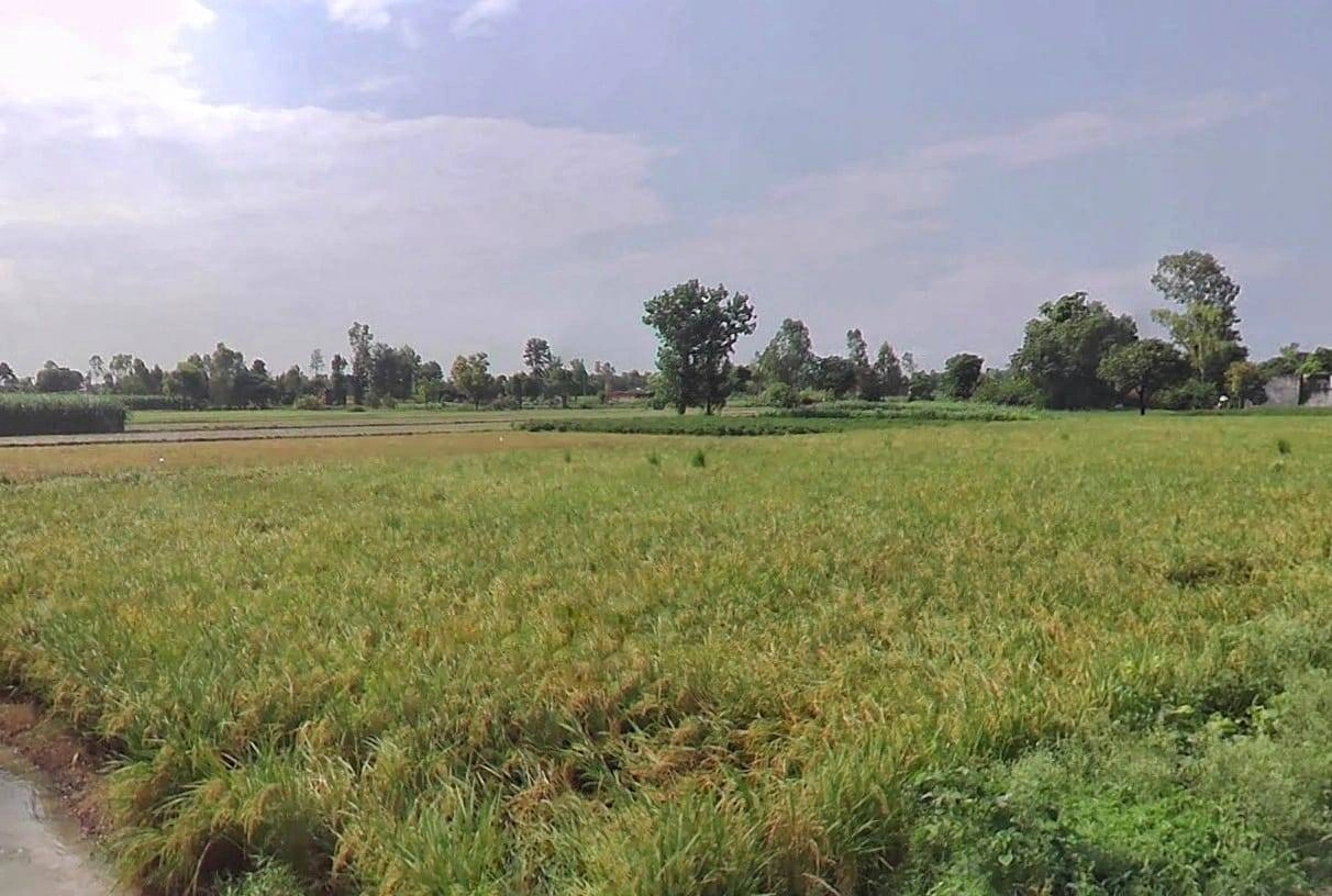 00, Saharanpur, Gangoh, Uttar Pradesh 247341, India