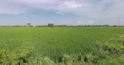 Saidpura, Punjab 141411, India preview 3