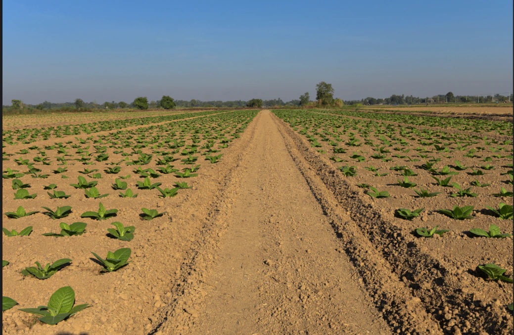 Kalapipal Mandi, Madhya Pradesh 465337, India