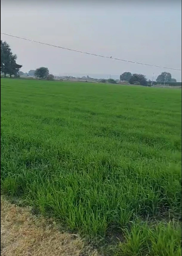 FQVF+82C, Bhartyakhedi, Madhya Pradesh 458778, India