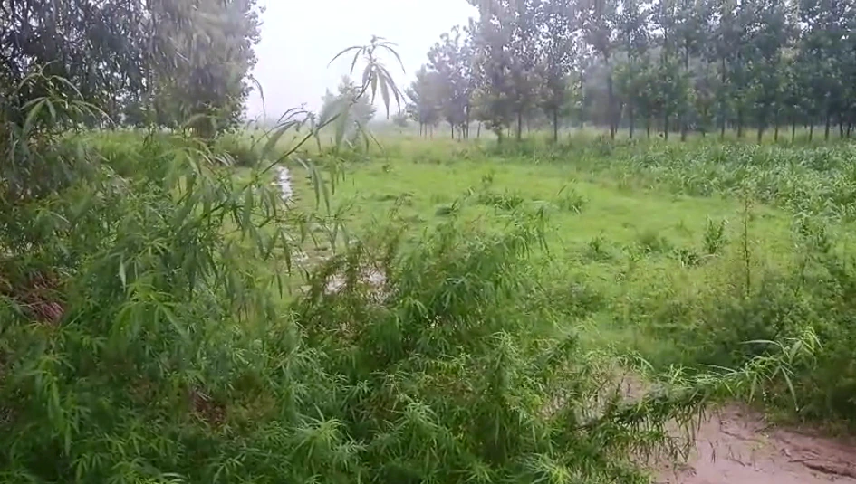 R3Q9+WJC, Alladadpur Urf Kulpur, Uttar Pradesh 245205, India
