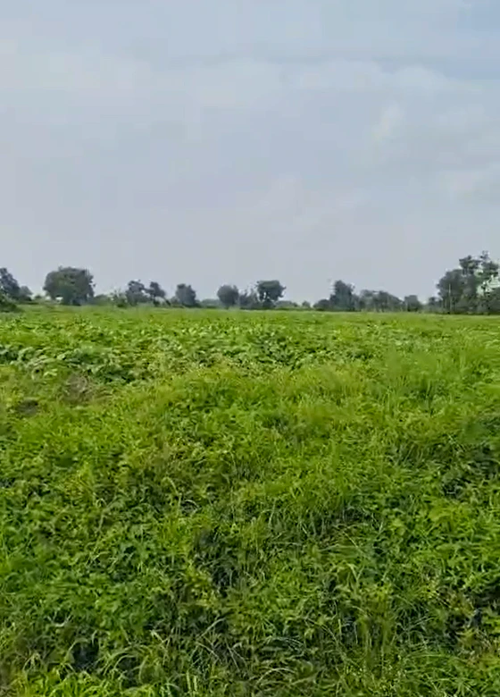 Haripur, Fatehgarh Sahib, Punjab 147203, India