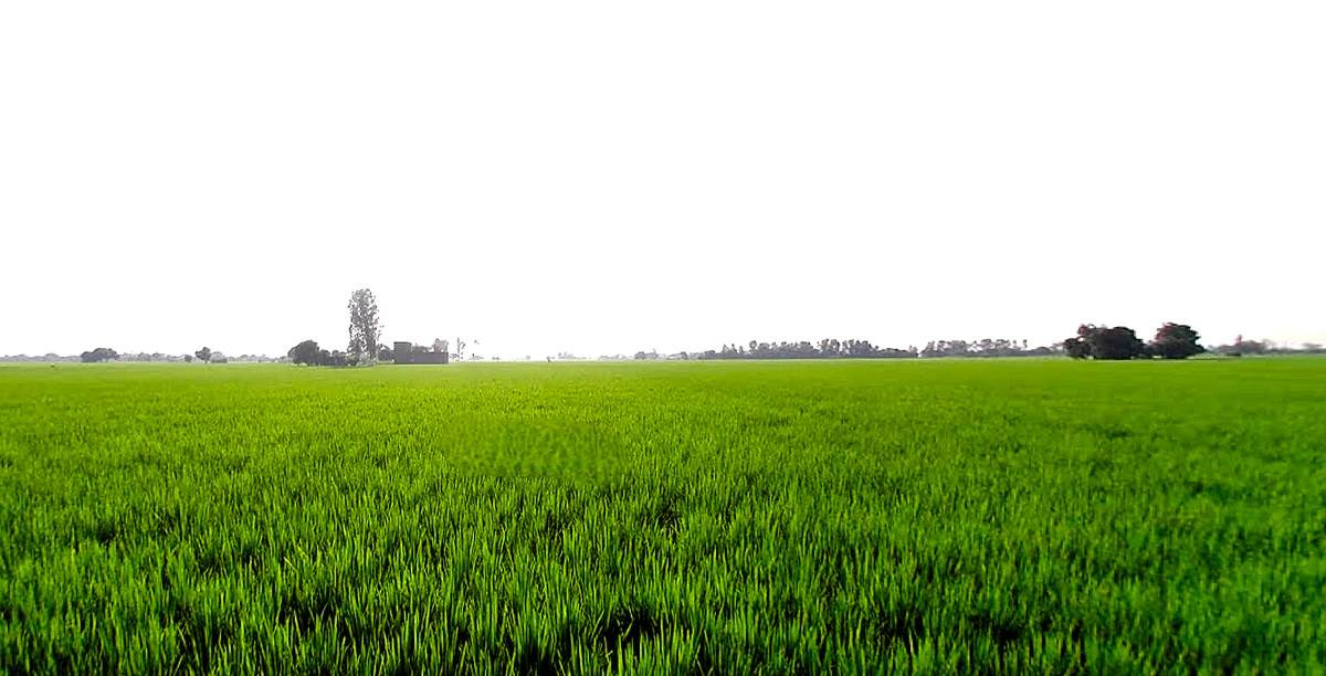 Rajpura, Punjab, India