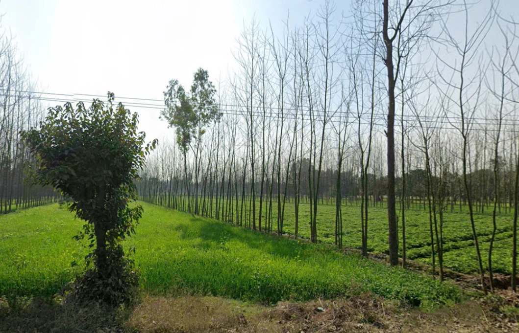 Mata Shakumbhari Devi Rd, Alipur Alis Bhagwala, Uttar Pradesh, India