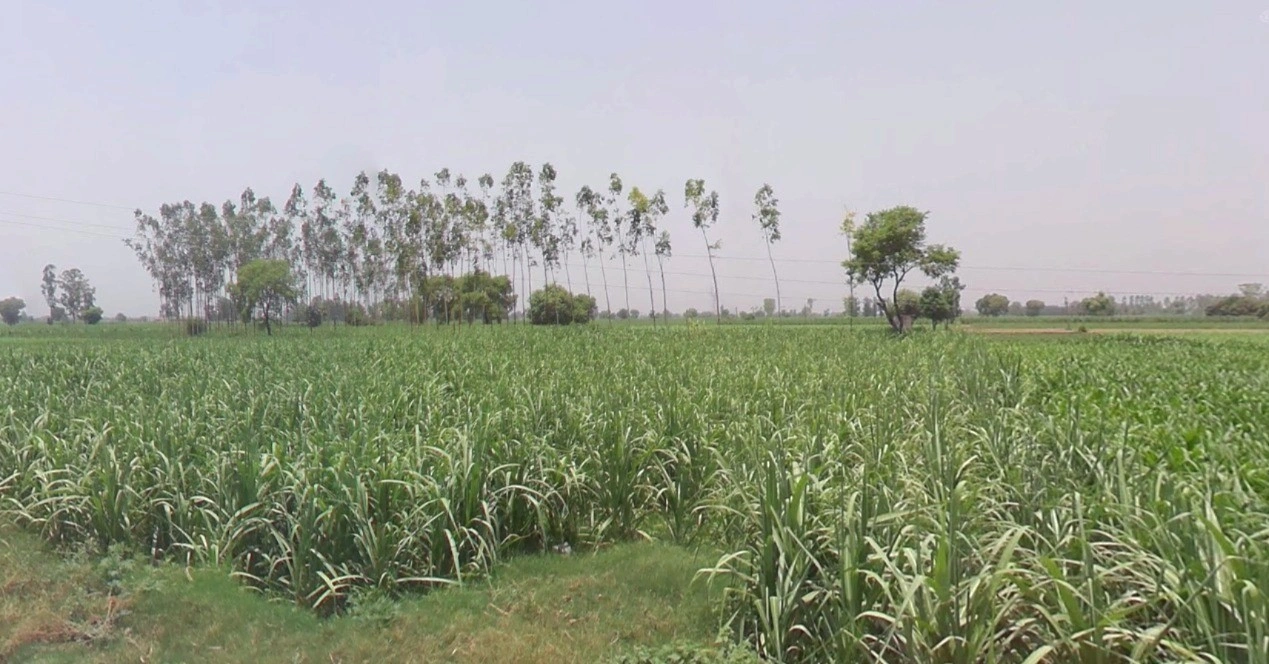 Kanadiya, Madhya Pradesh 452016, India