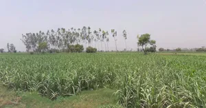 Kanadiya, Madhya Pradesh 452016, India preview 2