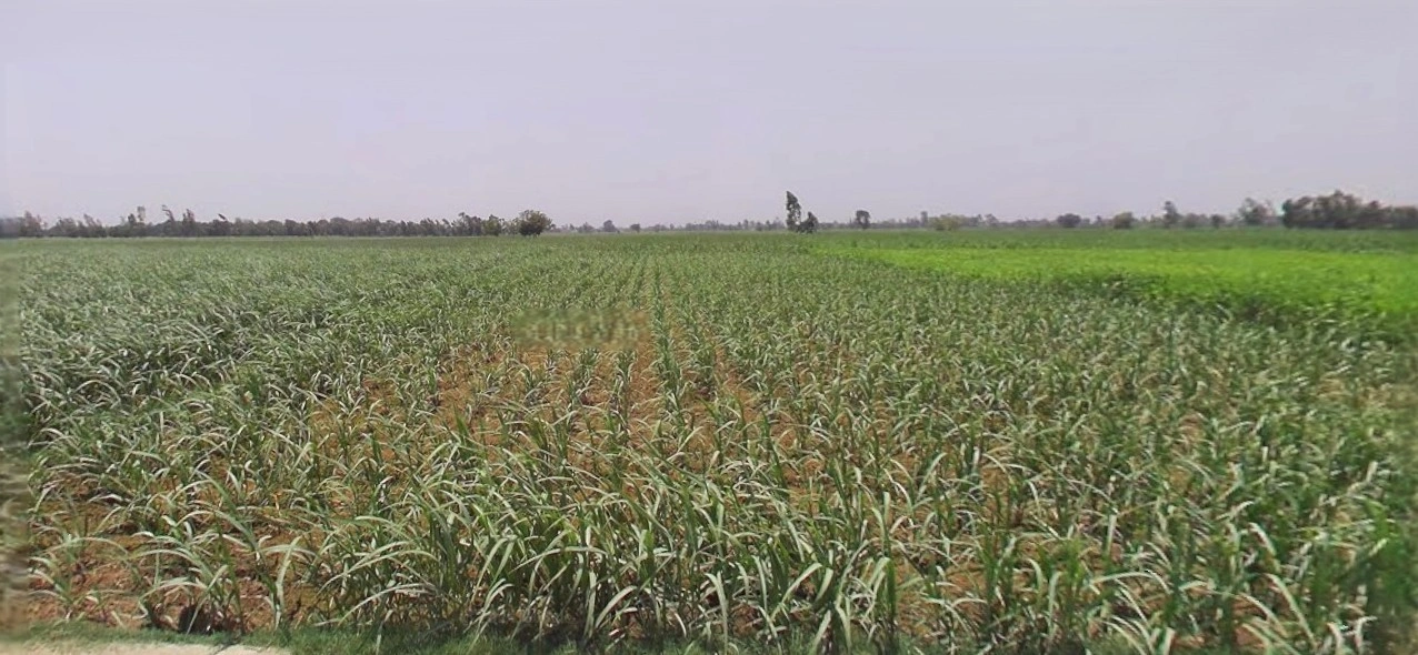 Bijnor, Uttar Pradesh 246701, India