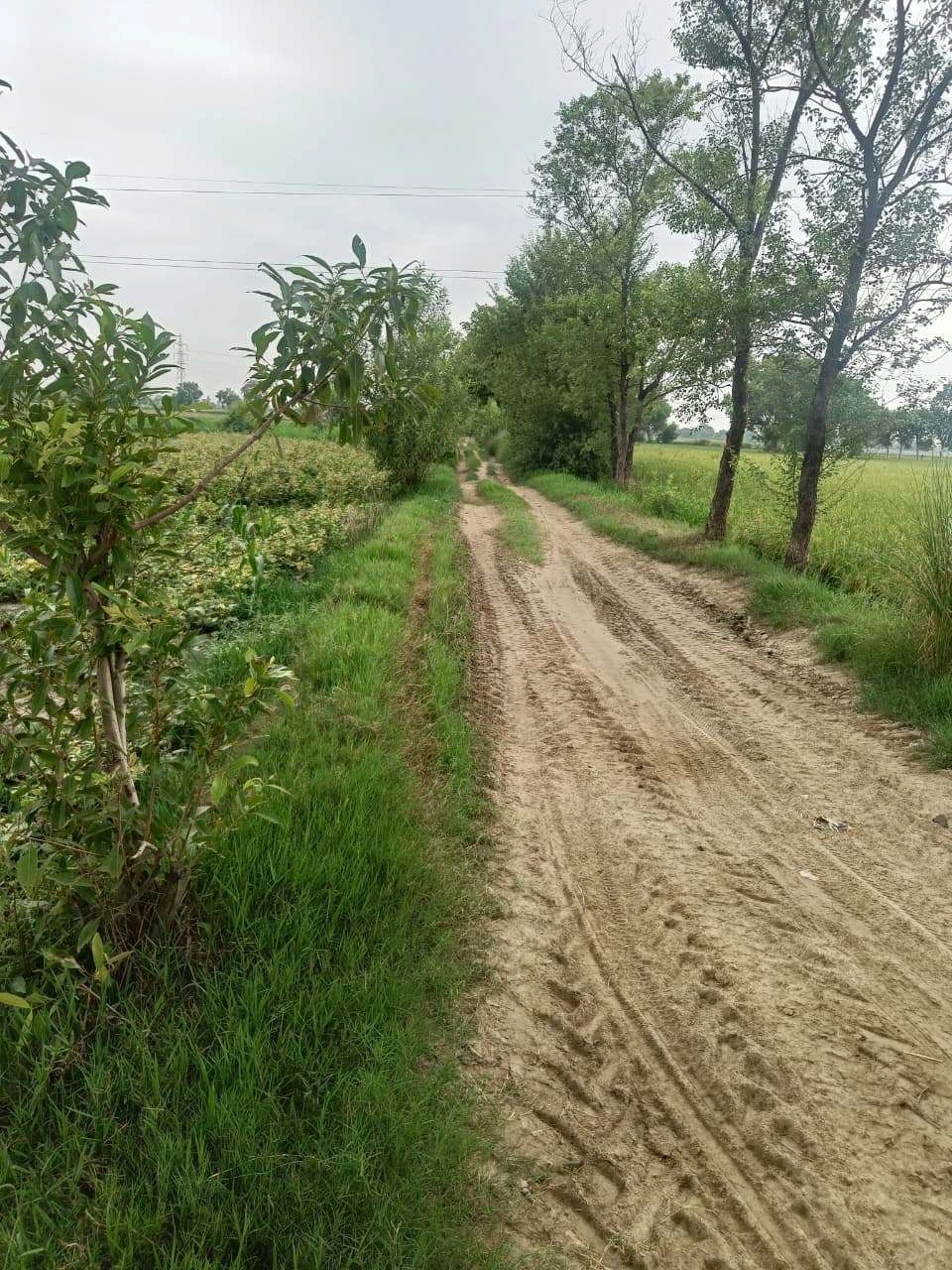 Bukharari, Mathura, Uttar Pradesh, India preview 3