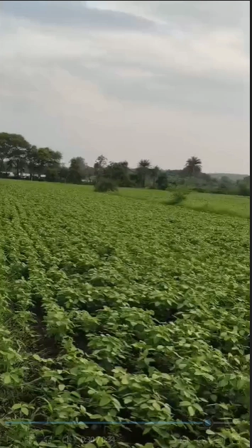 CWW4+279, Ujjain, Biramkhedi, Madhya Pradesh 456550, India preview 3