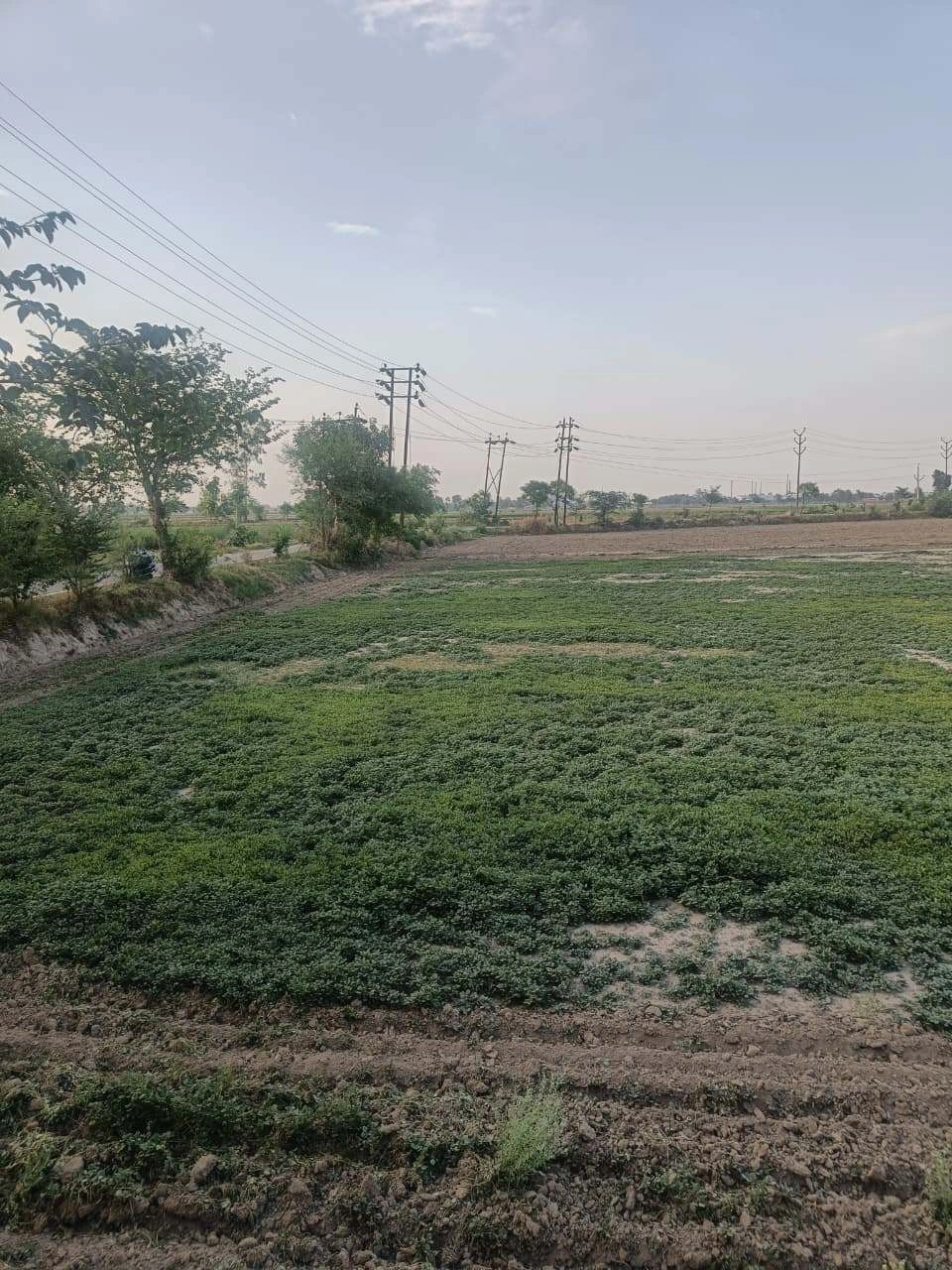 Aou, Rajasthan, India