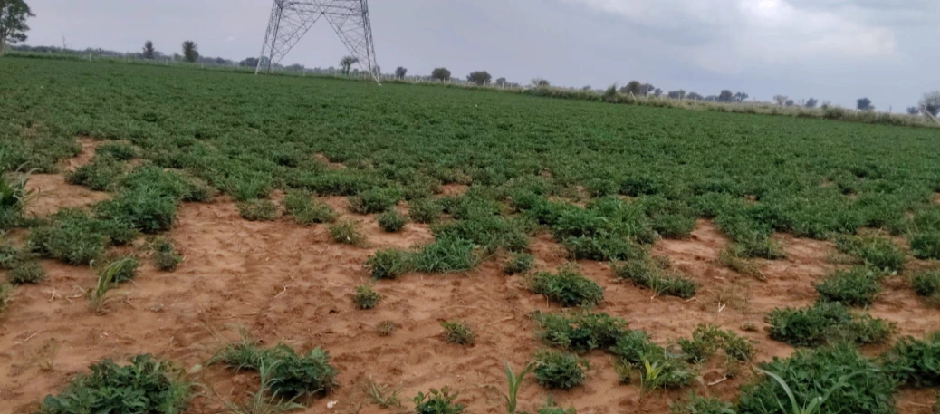MG6H+CR Awandiya, Dudu, Rajasthan, India