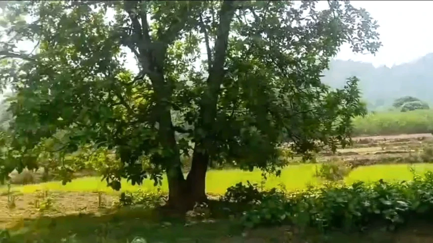 Raikia, Odisha 762101, India
