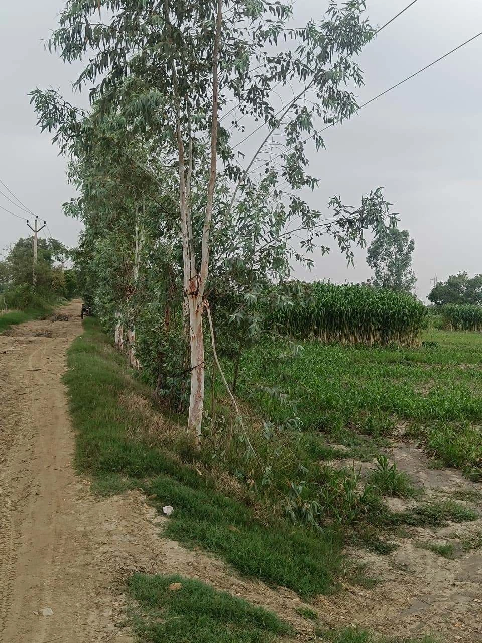 Bukharari, Mathura, Uttar Pradesh, India