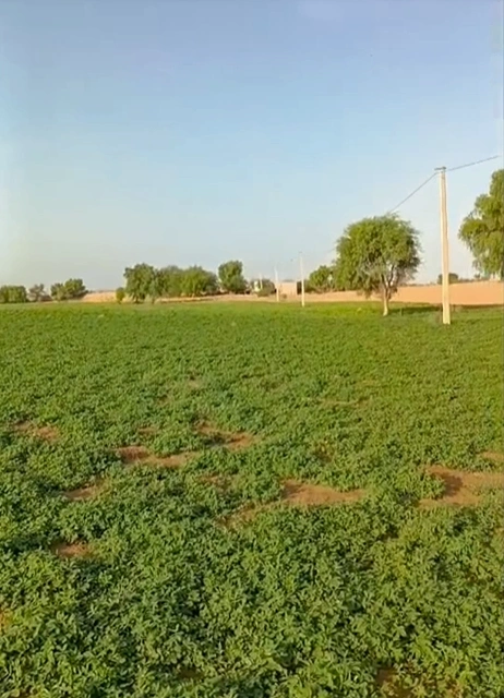 V4QR+WJR, Barabanki, Aseni, Uttar Pradesh 225001, India - Photo 2