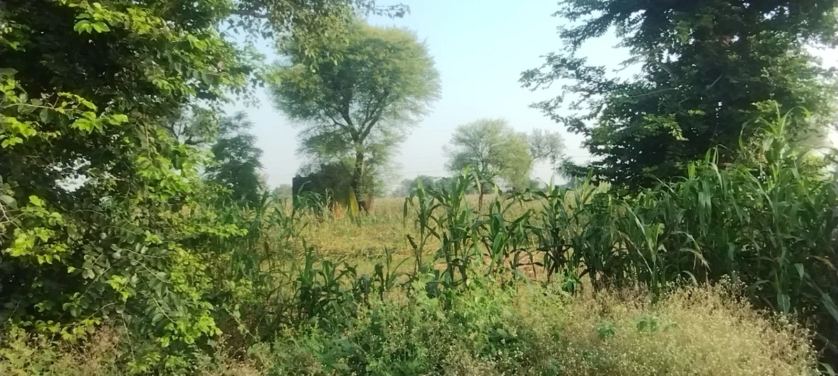 Barodameo, Rajasthan 301021, India