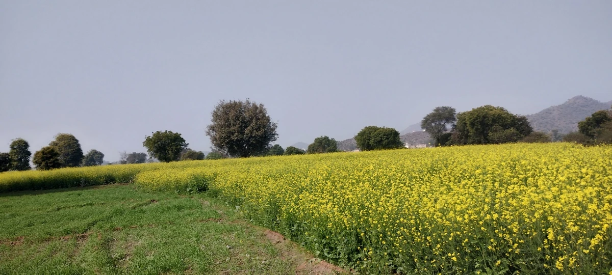 FR49+99M, Ghat, Rajasthan 301001, India