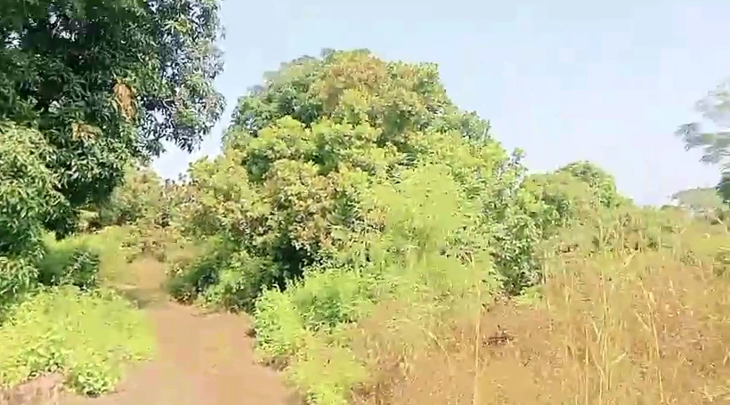 69X2+JGW, Raigad, Palasgaon Kh., Maharashtra, India - Photo 1