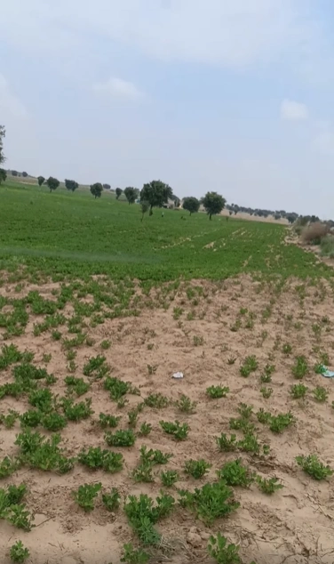 FCFH+9Q Sundarpura, Sikar, Rajasthan, India