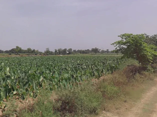 Aonla, Uttar Pradesh 243301, India preview 2