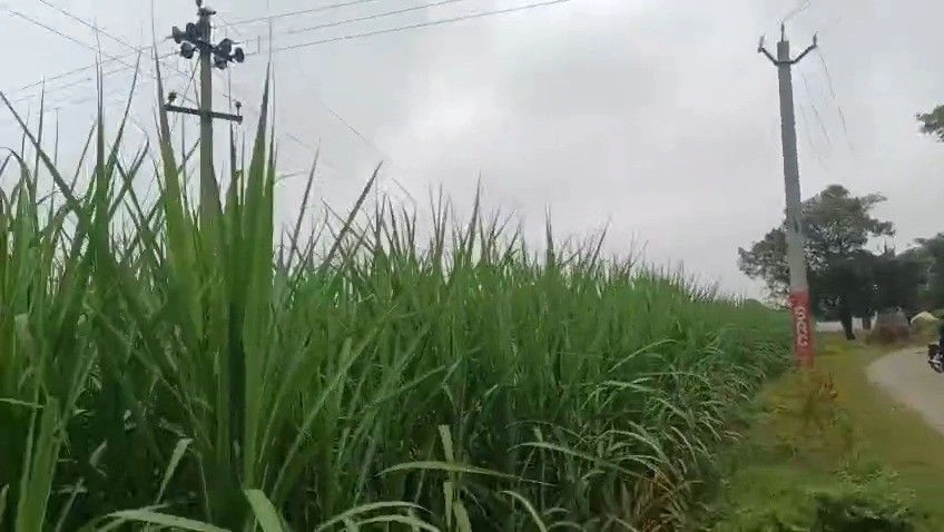 Mawana, Meerut, Uttar Pradesh, India