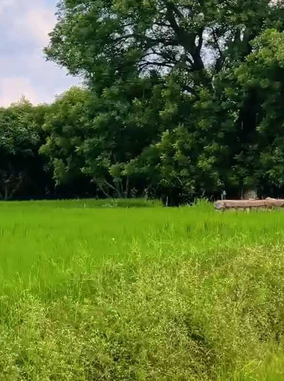 RFVJ+RQX, Medak, Tupran, Telangana 502334, India