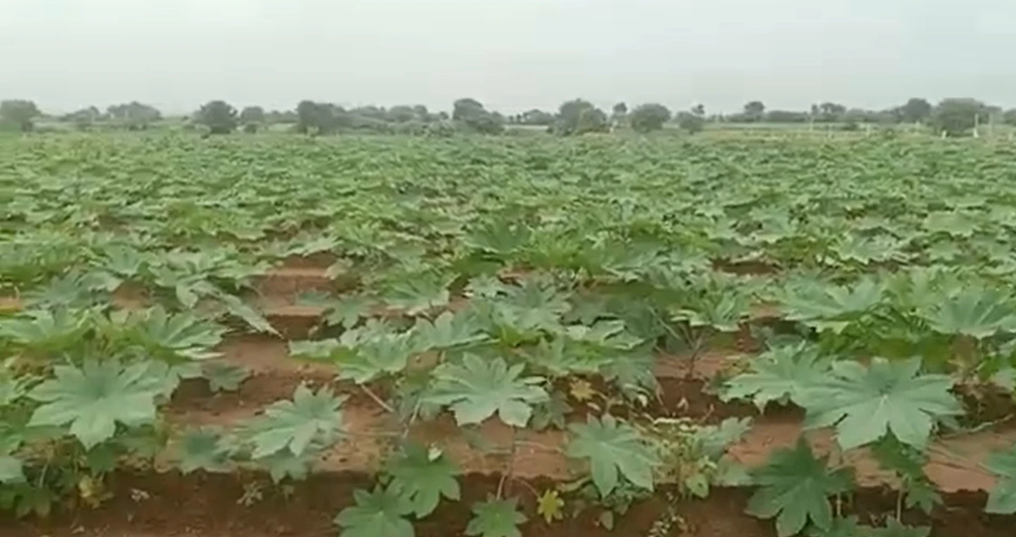 96FR+J2 Akala, Surendranagar, Gujarat, India