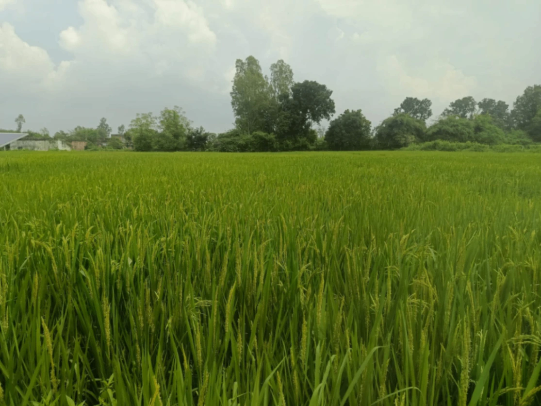 Hinotiya, Jabalpur, Madhya Pradesh 483119, India - Photo 2