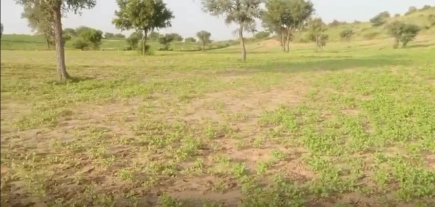 29WJ+RRR, Udasar, Bikaner, Panpalsar, Rajasthan 334022, India