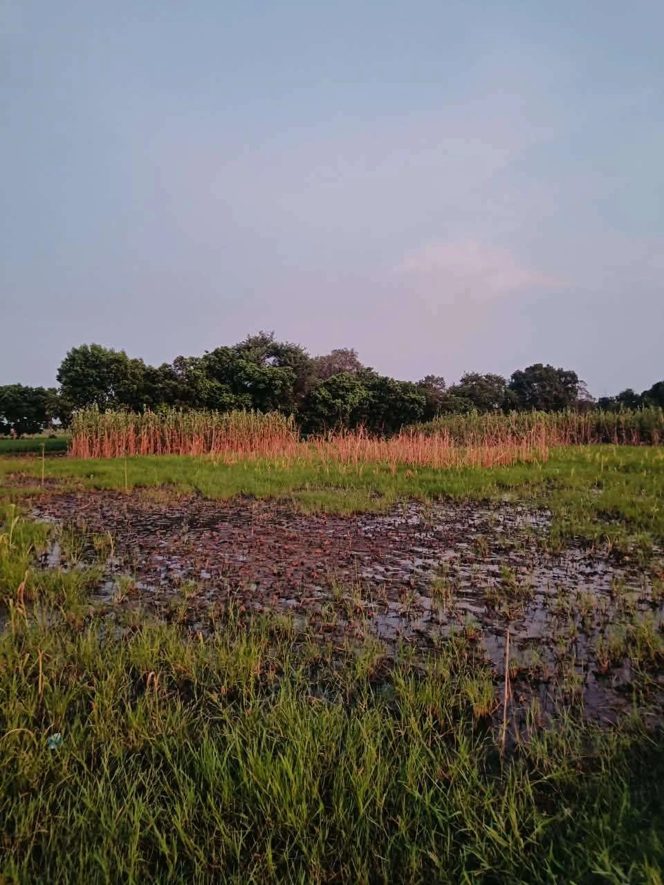 Bukharari, Mathura, Uttar Pradesh, India