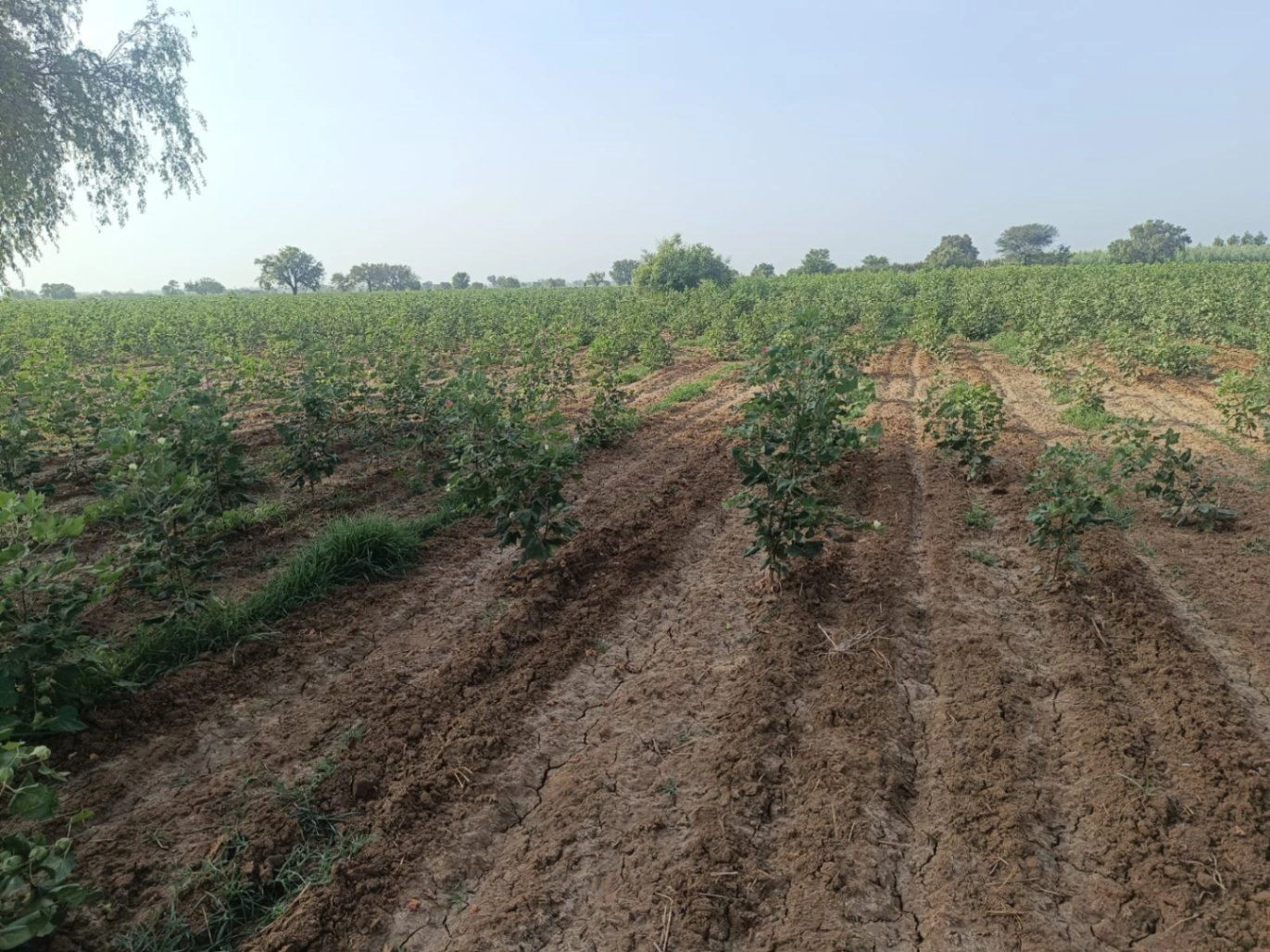 Dhatrath, Jind, Haryana, India