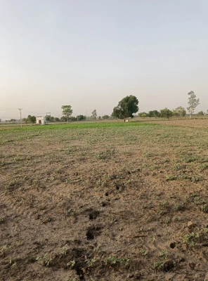 Barnagar, Madhya Pradesh 456771, India