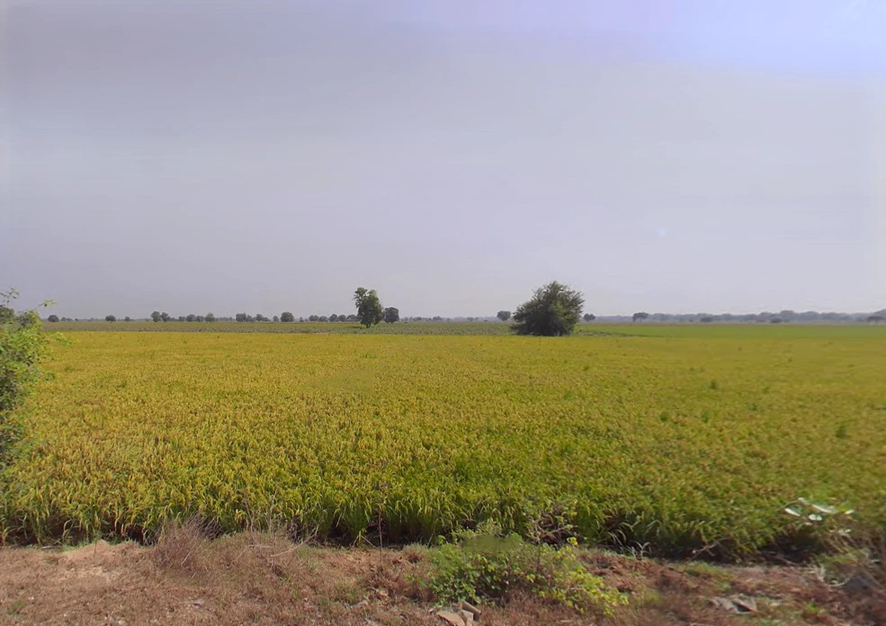 Khunan, Haryana 125051, India