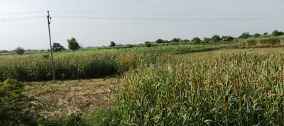 Kranti, West Bengal 735218, India preview 2