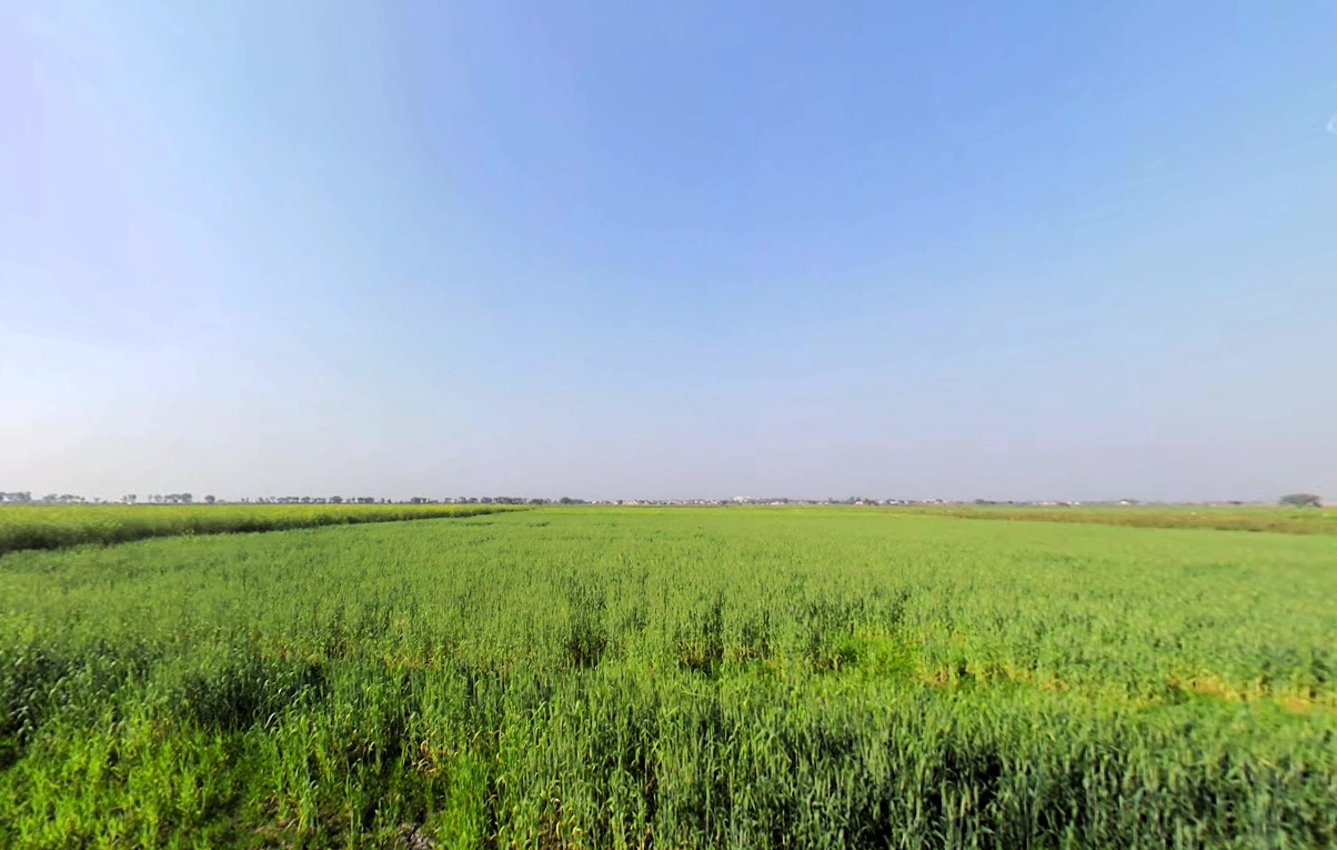 Zahidpur, Haryana 124103, India