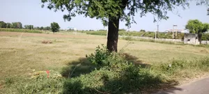Bedha, Rajasthan 301021, India preview 5
