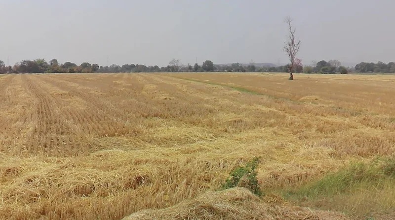 7RJM+5M4, Nagjhri, Madhya Pradesh 451220, India preview 2