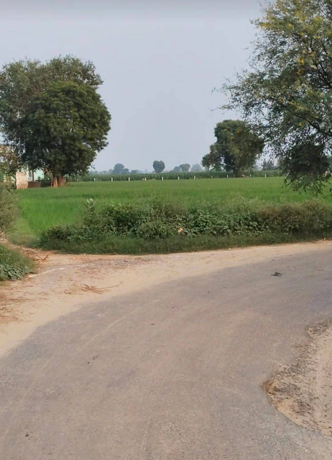 Goraula, Aligarh, Uttar Pradesh 202165, India - Photo 3