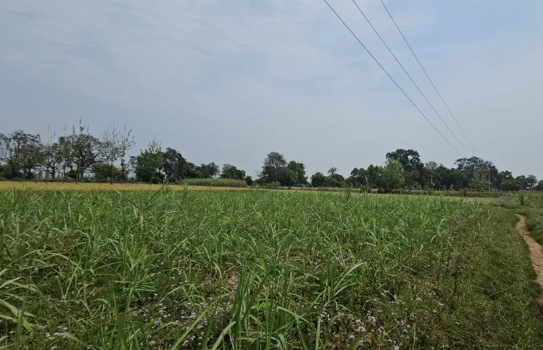 PH49+FQG, Alwar, Chandauli, Rajasthan, India