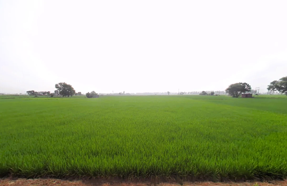Nissing, Haryana 132024, India