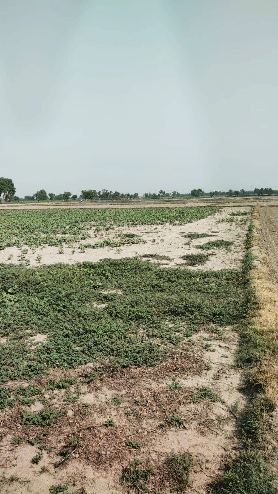 Bindki, Uttar Pradesh 212635, India