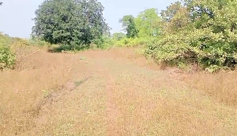 69X2+JGW, Raigad, Palasgaon Kh., Maharashtra, India