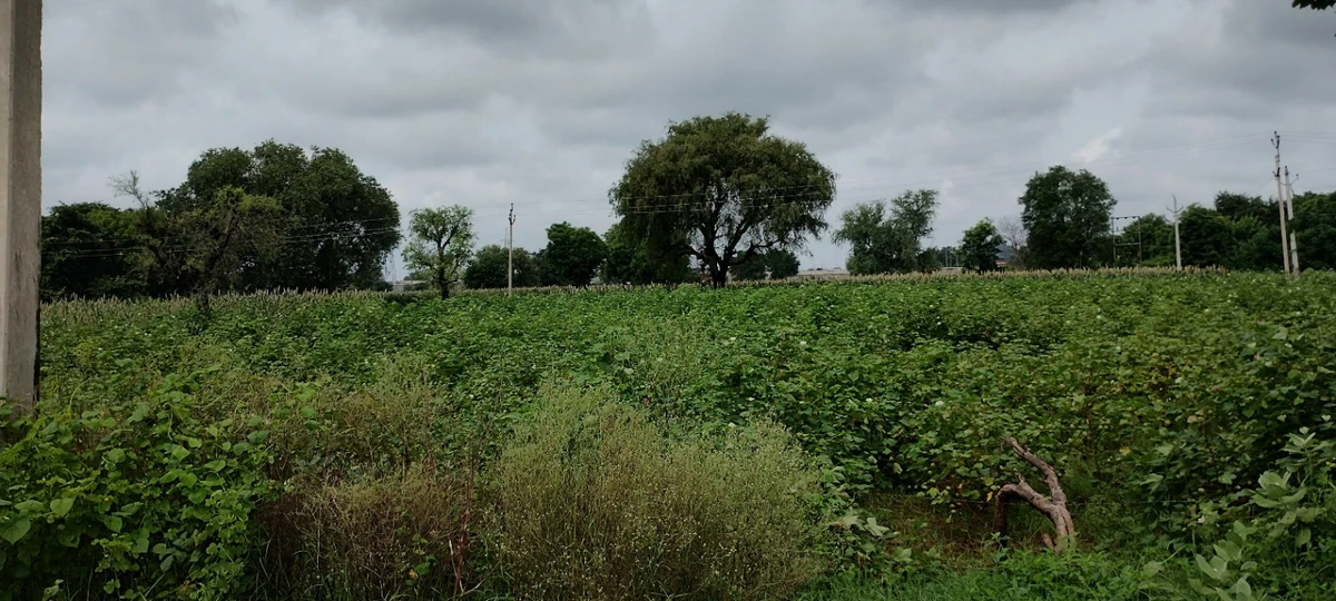 Bedha, Rajasthan 301021, India