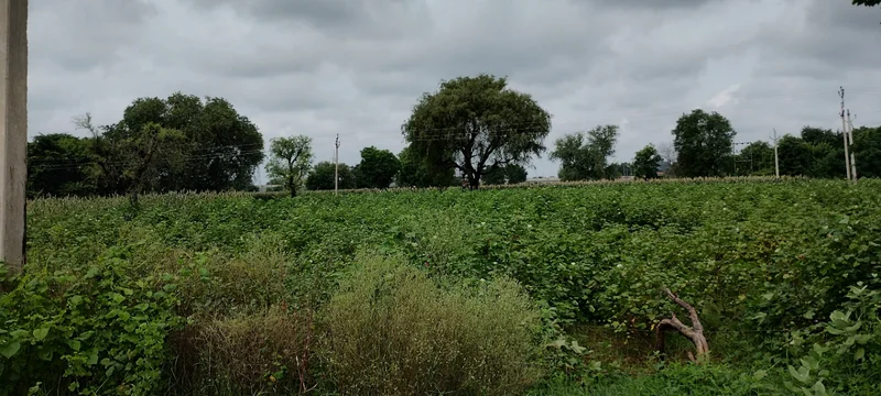 Bedha, Rajasthan 301021, India preview 4