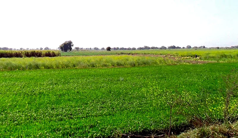 Badera, Madhya Pradesh, India preview 3