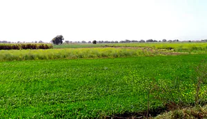 Badera, Madhya Pradesh, India preview 3