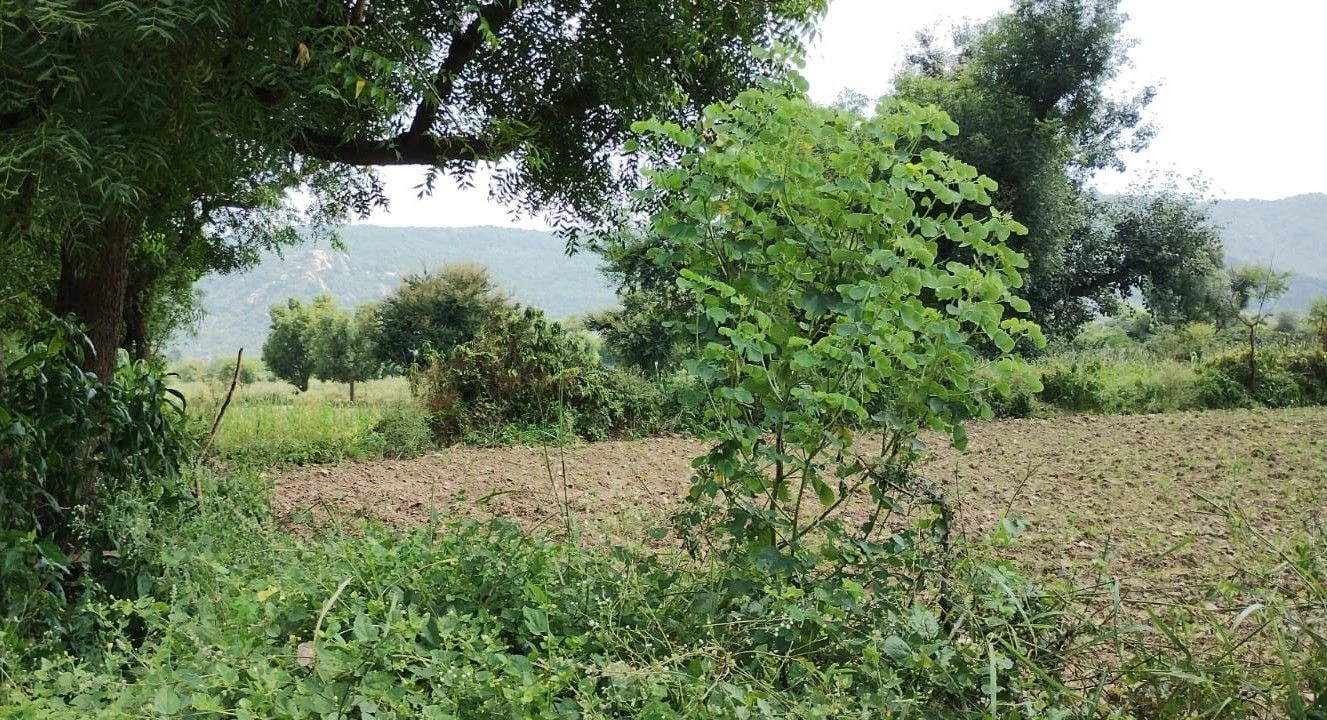 Kotkasim, Rajasthan 301702, India