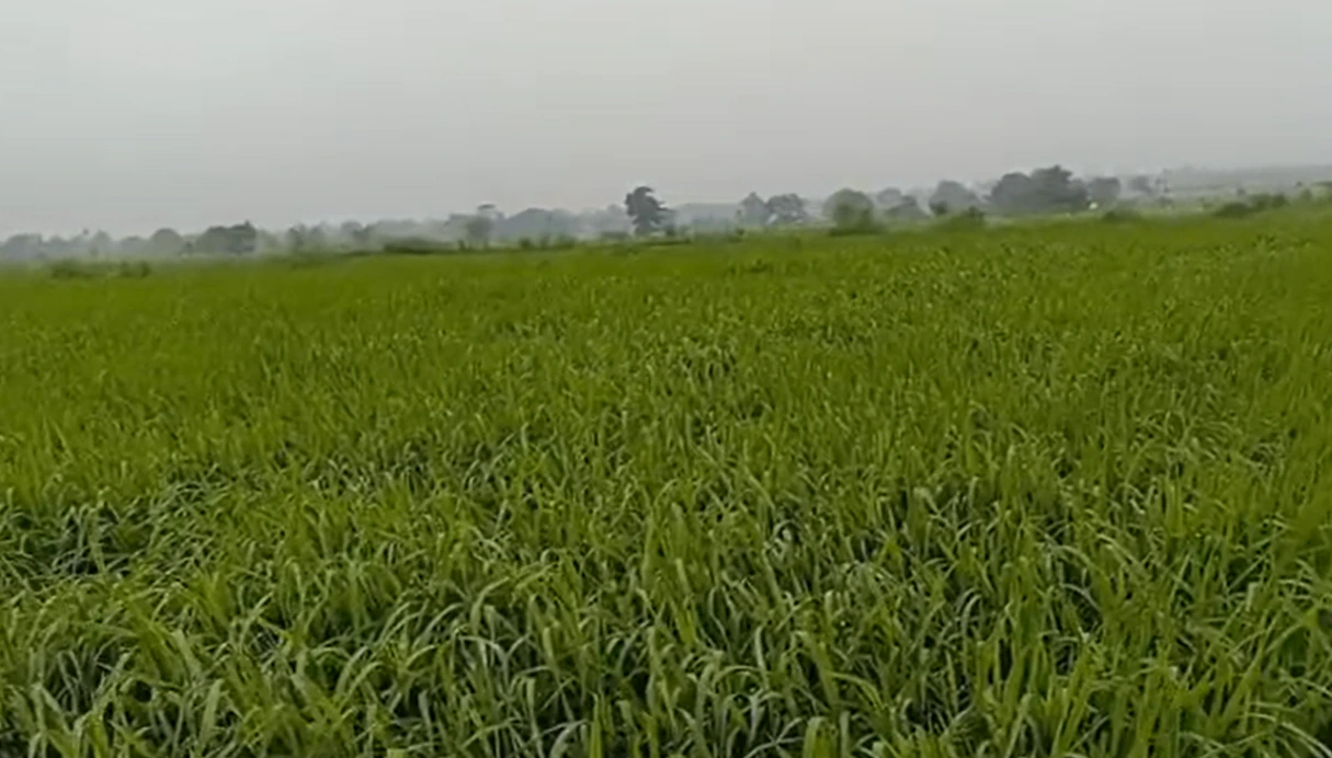 Pahadi, Seoni, Madhya Pradesh 480997, India