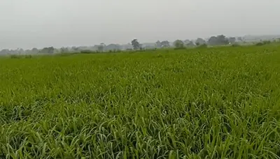 Pahadi, Seoni, Madhya Pradesh 480997, India preview 2