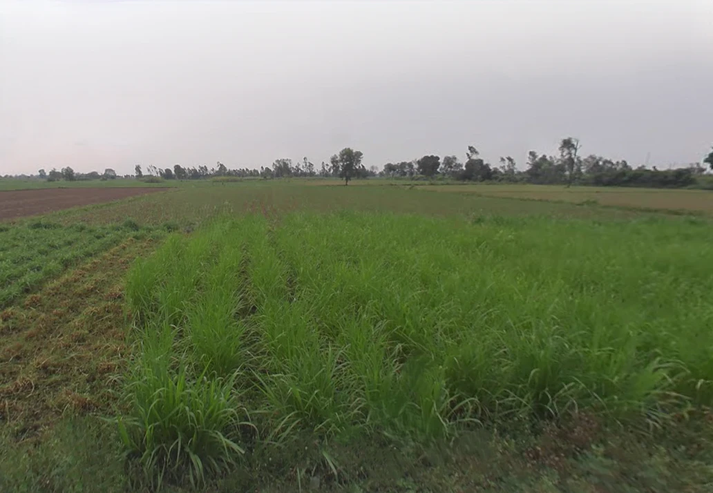 Rasoolpur Chaura, Uttar Pradesh, India