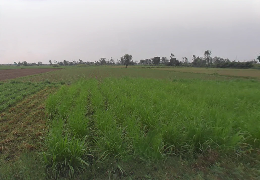 Rasoolpur Chaura, Uttar Pradesh, India